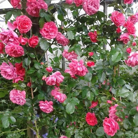 Quarto em Acomodações Particulares Jaskolka *