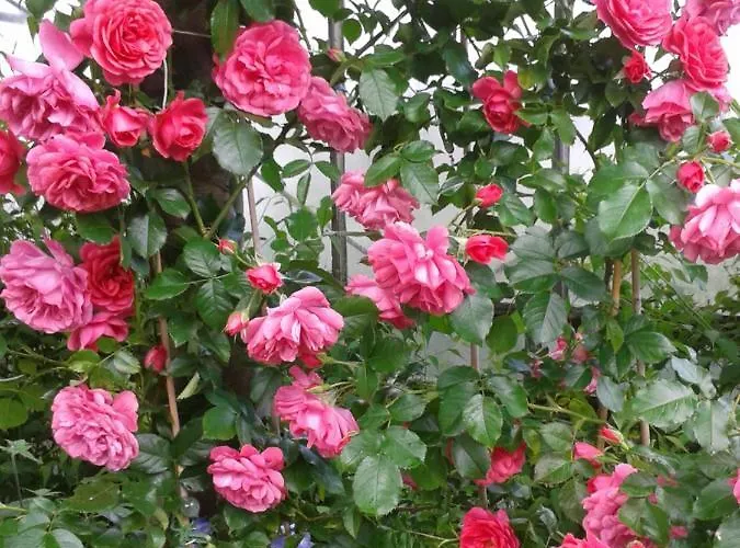 Проживание в семье Jaskolka *