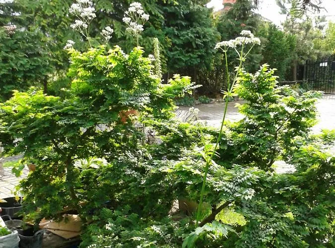 Проживание в семье Jaskolka *